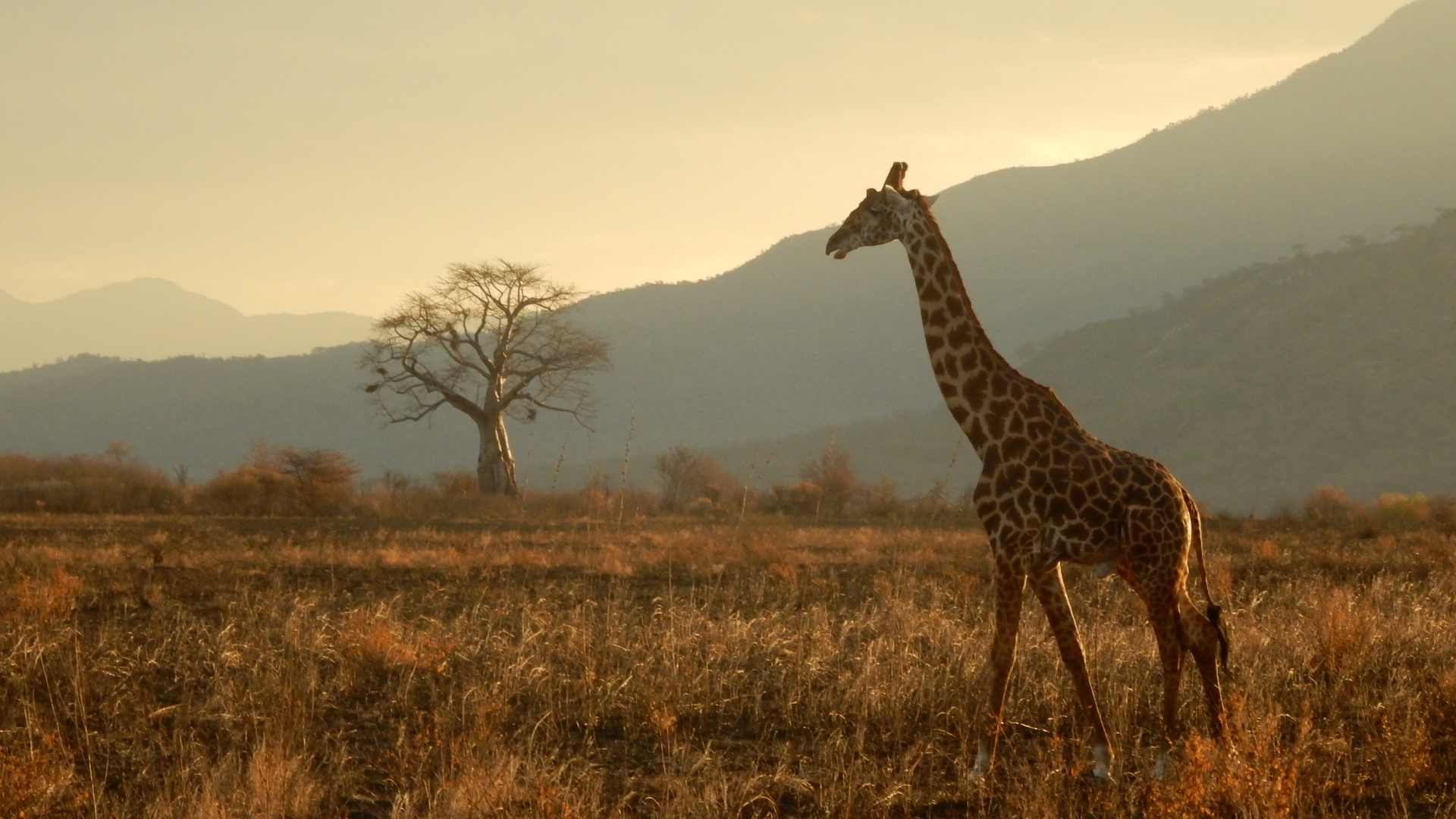 baniere-rituel-rebozo-girafe